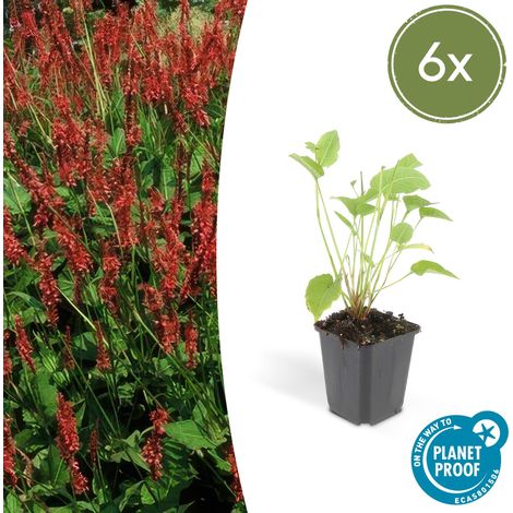 Lot de 6 Persicaria amplexicaulis - Renouée Amplexicaule - Fleurs Rouges - Pot Ø 9 cm - PANGIVO (1/5)