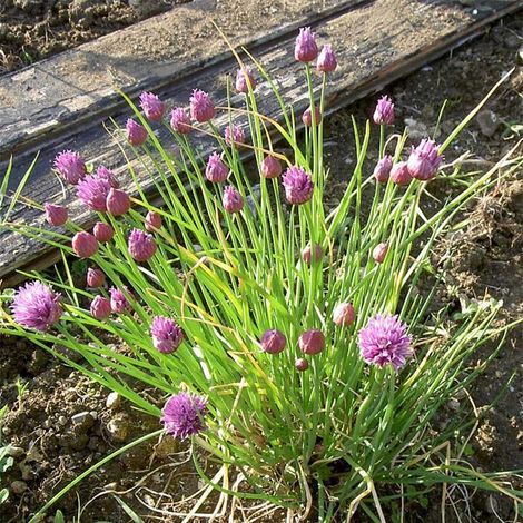 Ciboulette Bio Pot de 2L/3L (1/2)