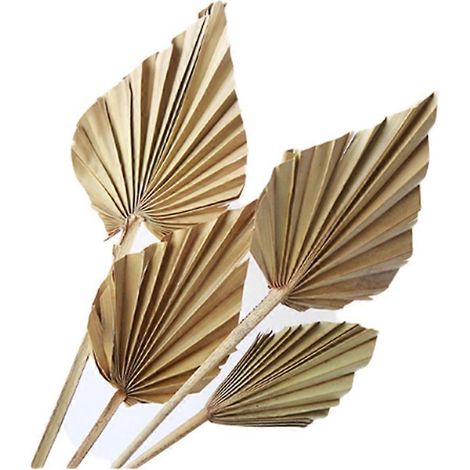 Feuilles de palmier séchées naturelles et de grande taille – 8 branches de palmier séchées pour une décoration murale élégante, décorations de mariage - JBMEDIA (1/4)