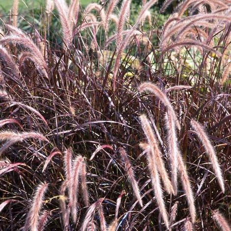 Vivaio Garden Forest – Pennisetum setaceum rubrum – Graminée ornementale rouge foncé – H 150 cm – Exposition plein soleil – Pot 24 cm
