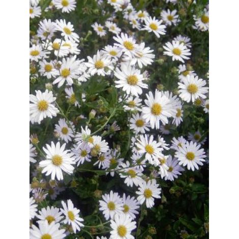 Kalimeris incisa Pot de 2L/3L (1/2)