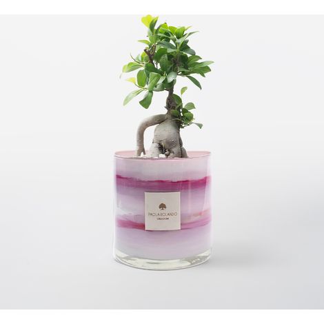 Bonsai Ficus Ginseng in vaso di vetro decorato a mano Marble H 15 - Lilla