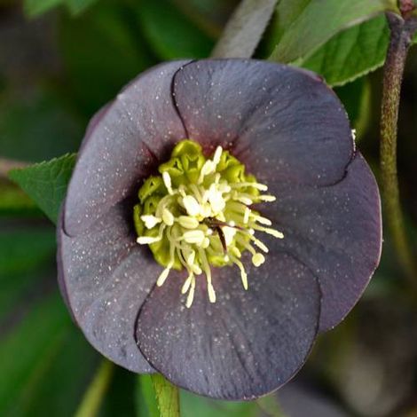 Hellébore orientale Wilgenbroek Slaty Blue | Conditionnement: Lot de 5 godets