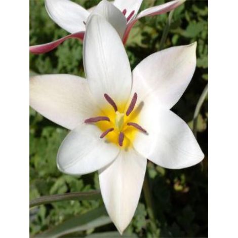 Tulipe botanique 'Lady Jane' Bulbe calibre 5+ (par 10) (1/3)