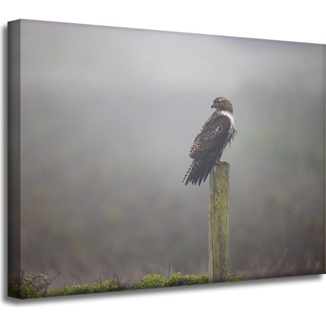 Leinwanddruck Tiere Vogel Falke 40x30 cm