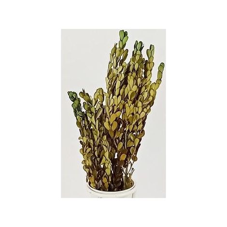 Bouquet d'achillée vert, 40 cm (lot de 10)