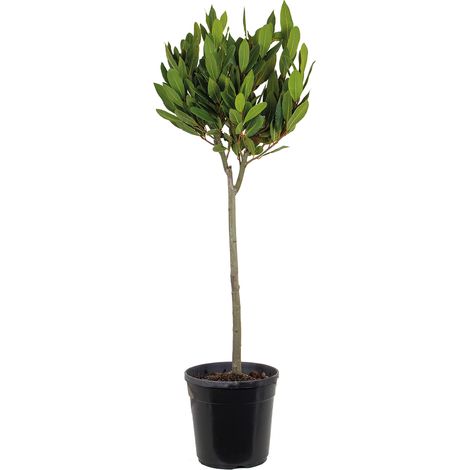 Bloomique - Laurus Nobilis - Laurier vrai sur tige - Plante de laurier - Plantes de jardin - Rustique - Hauteur 80-100 cm - Pot 21 cm