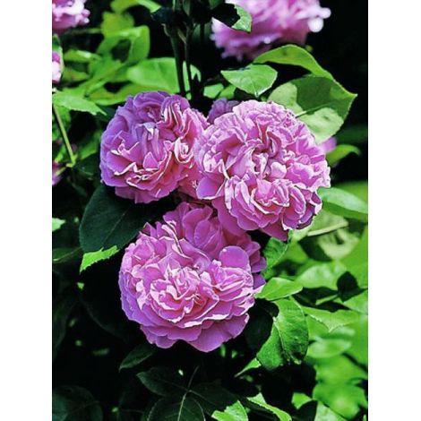 Rosier ancien hybride remontant 'Paul Neyron' Pot de 4L/5L