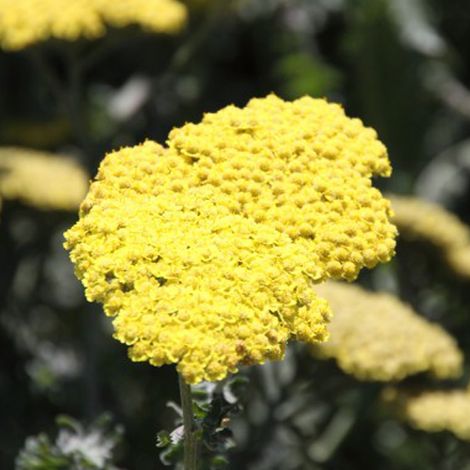 4 x Achillée  - Achillea 'Moonshine'  - godet 9x9 cm (1/5)