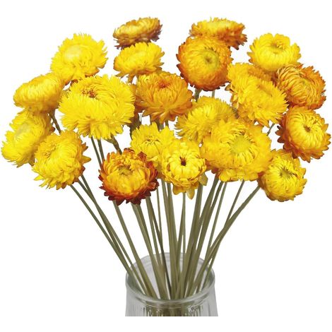 20 Pièces Fleur Sechees Decoration Vraie Fleur, Fleurs Séchées Marguerite (1/5)