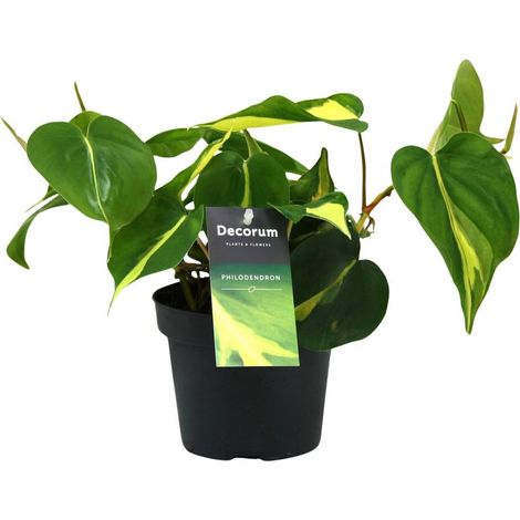 Philodendron Brasil Scandens Plante d’intérieur feuillage vert pot 12 cm hauteur 20 cm - PANGIVO (1/4)