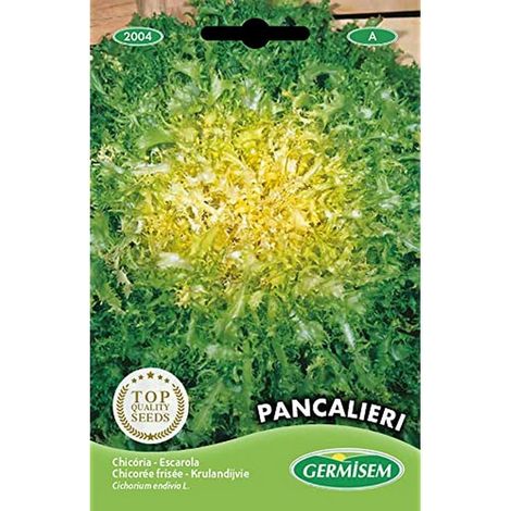 graines Chicorée frisée Grosse Pancalière PANCALIERI (1/2)