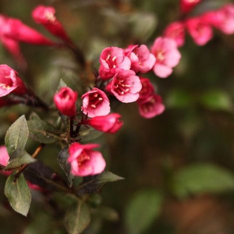 Weigela 'Nana purpurea' (Weigela florida 'Nana purpurea') (1/2)