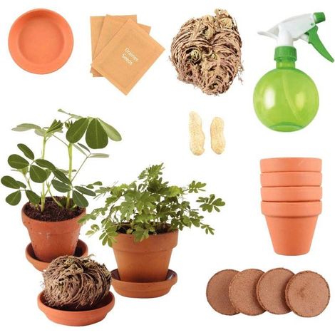 Kit d'activité : Je plante 5 plantes extraordinaires (1/3)