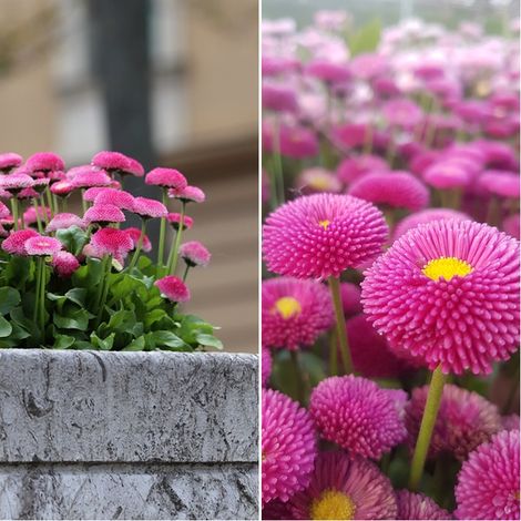 Semillas de Margaritas de los Prados. Bellis Perennis Monstruosa. 10.000 Semillas