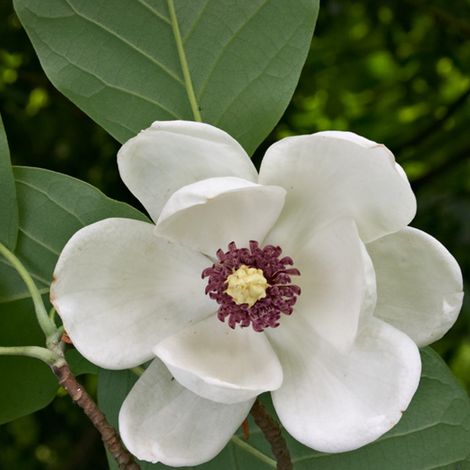 Magnolia de Siebold - Magnolia sieboldii  - 50-60 cm pot
