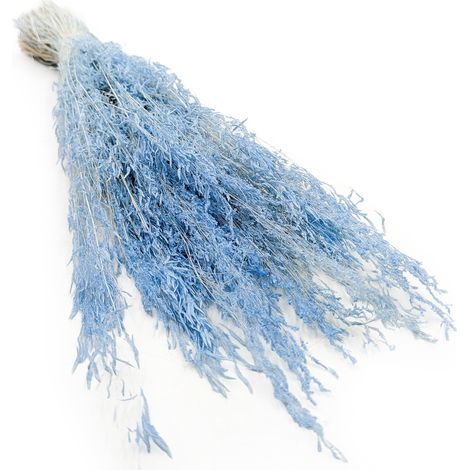 Planta temblorosa seca - (Briza Segromigno) - Azul
