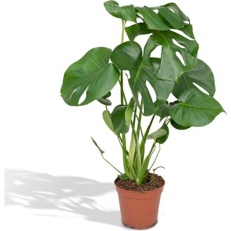 Monstera Deliciosa Plante d’Intérieur Feuillage Perforé Pot 17 cm Hauteur 55 cm - PANGIVO (1/5)
