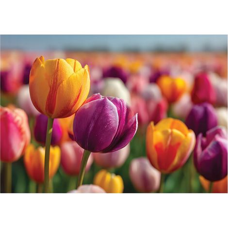 Fototapete Blumen Tulpen Natur – Moderne Großformat Wandtapete 150x105 cm – Für Wohnzimmer & Schlafzimmer