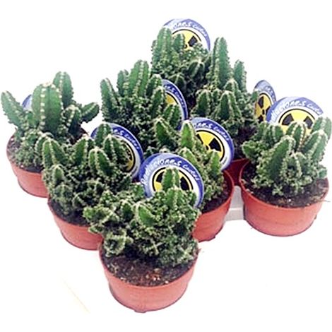 Pack de 8 Plantas Cactus Natural Cereus en Macetas M8