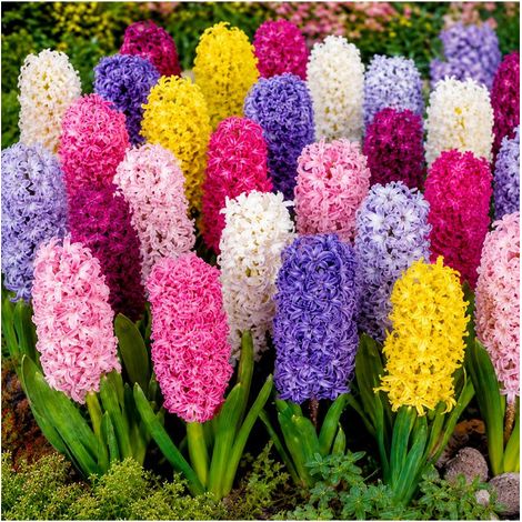 Jacinthes en mélange Sgaravatti 10 bulbes, floraison printanière colorée idéale en pot et massif - GIA80 (1/3)