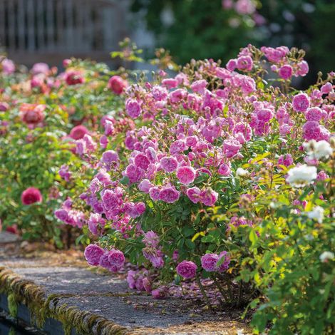 Gardenaria Rosa 'Harlow Carr' - Rosa da giardino - Altezza: 40/50 cm (vaso20) (1/5)