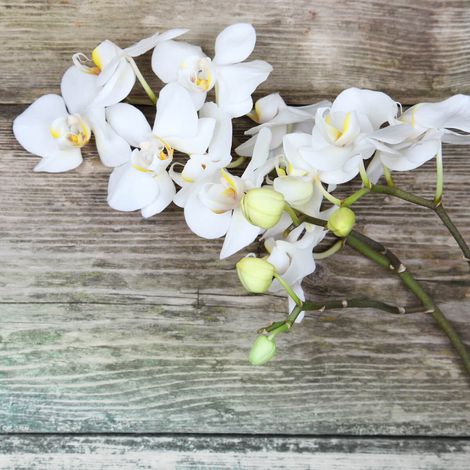 Tableau sur toile orchidée 30x30 cm - Impression sur Toile Murale Décorative - Image imprimée en HD sur Toile - Toile sur Châssis en Bois FSC - Fabriqué en France (1/5)