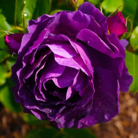 Rosier 'Purple Eden'