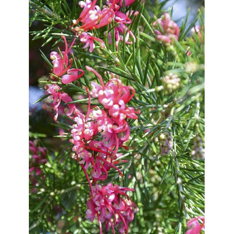 Grevillier à feuilles de romarin 'Rosa Jenkinsii ' Pot de 3L/4L (1/2)