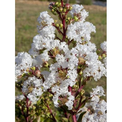 Lilas des Indes 'Virgin With Love' Pot de 3L/4L