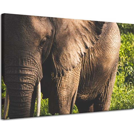 Impression sur toile Animaux Éléphant Gros plan 120x80 cm (1/4)