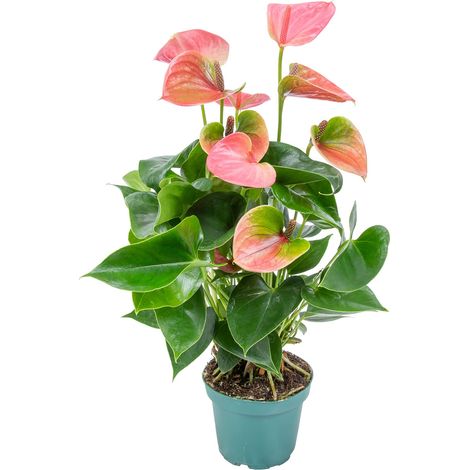 Plante d'intérieur anthurium flamant rose 30-40 cm – Dépolluante – Pot 12 cm – Exposition semi-ombragée – Fleurs rose vif toute l'année