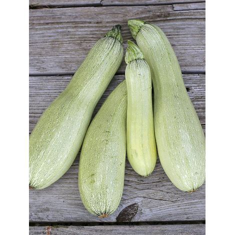 Courgette 'Alberello di Sarzana' le sachet de 15 graines environ (2g)