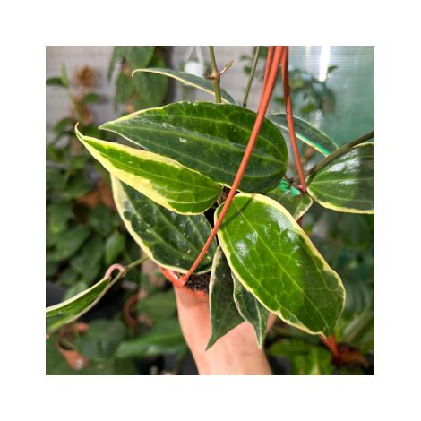 Hoya macrophylla fiore di cera vaso 8 cm foto reali (1/5)