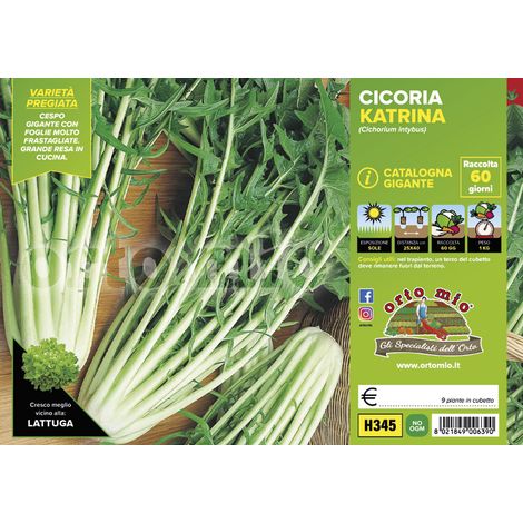 ORTO MIO Cicorie e Radicchi Catalogna Gigante var. Katrina