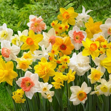 Bulbes de jonquilles « Cœur d'hiver » - Mélange économique - 50 bulbes - Multicolores - Assortiment de bulbes - Fleurs de Pâques vivaces (1/5)
