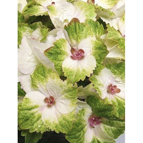 Hortensia 'Magical Noblesse' Pot de 2L/3L