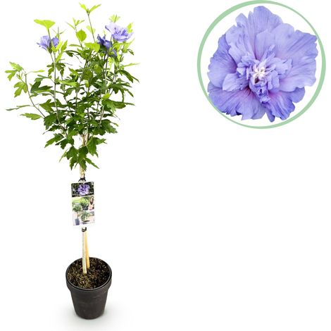 Hibiscus syriacus Blue Chiffon Plante sur Tige Fleurs Bleues Jardin et Terrasse Pot 19 cm 90 cm - PANGIVO