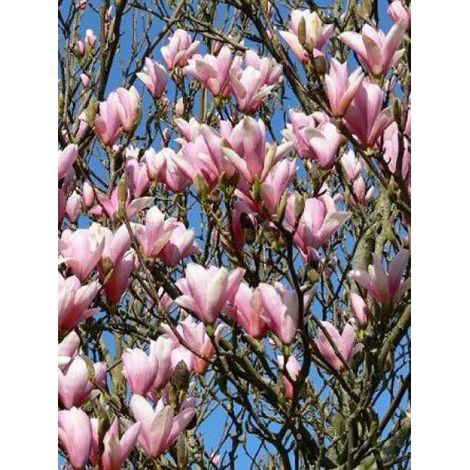 Magnolia  'Heaven Scent' Pot de 12L/15L (1/4)