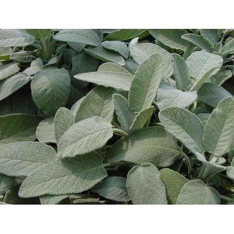 SALVIA MAXIMA IN VASO 14CM