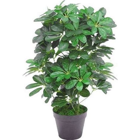 55cm Dark Green Artificial Schefflera Arboricola Plant (1/4)