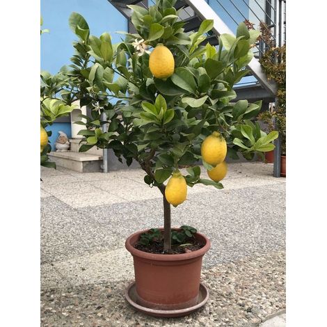 Pianta di Limone di 12 anni con frutti in vaso ø35/40 cm Agrumi di Sicilia FOTO REALI Vivaio di Castelletto (1/2)