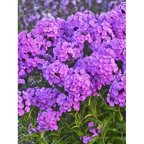 Phlox 'Fashionably Early Flamingo' Godet de 8/9 cm (1/3)
