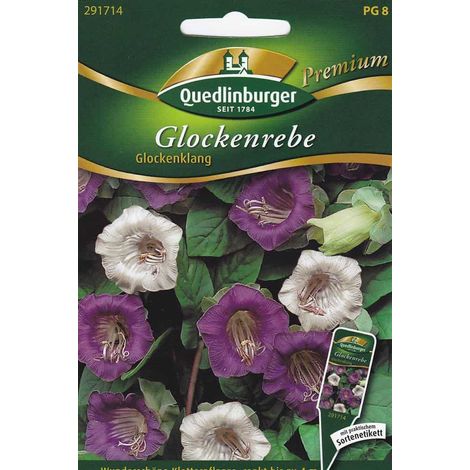 Quedlinburger Glockenrebe Glockenklang - Blumensamen (1/2)