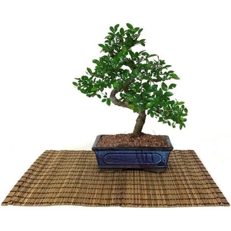 Bonsai di Olmo cinese vaso cm. 18