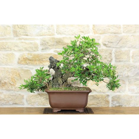 Bonsai di Lentisco (67) (1/5)