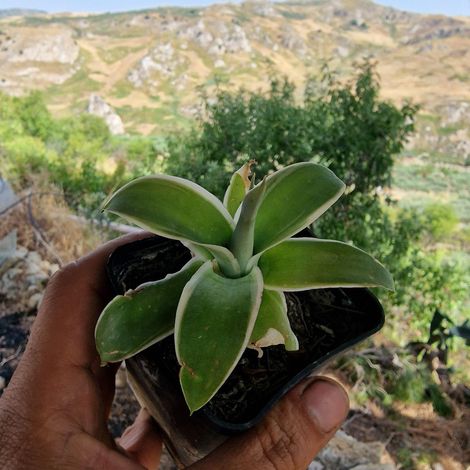 1 small plant - agave attenuata (ray of light) variegated