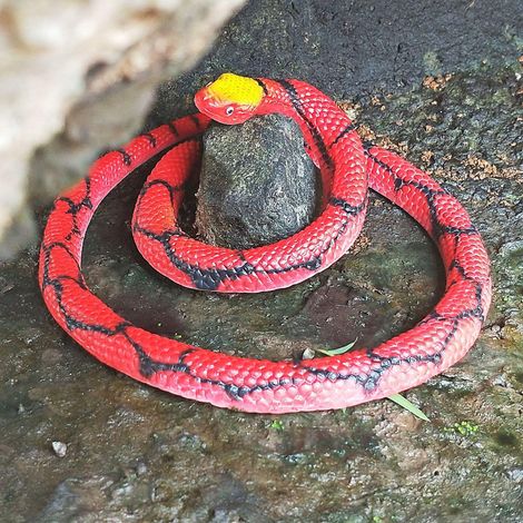 Gummischlange, künstliche Python, rot, 1 Stück, Tierspielzeug für Halloween oder den 1. April, Scherzartikel (1/5)