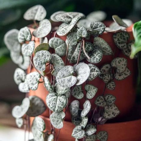 CEROPEGIA IN BASKET DA 12CM