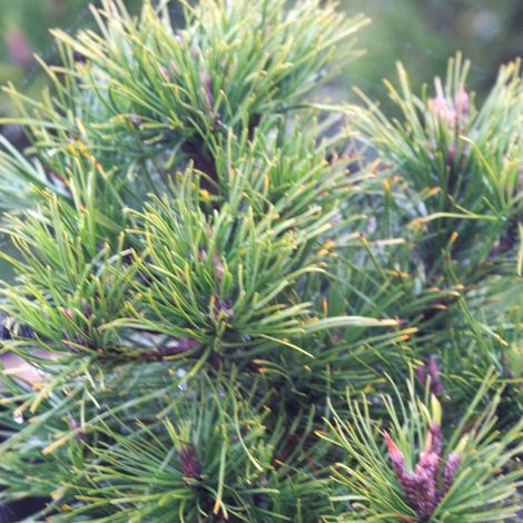 Pin de montagne nain Hesse, Pinus/Pot de 3L - 40/60 cm (1/4)
